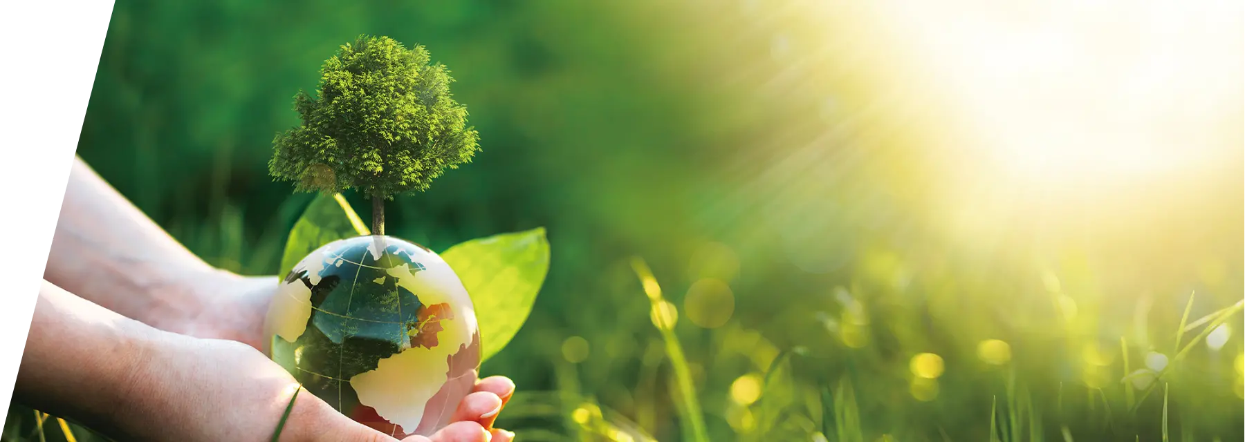 サステナビリティ商材販売・導入支援